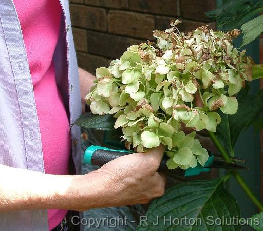 Hydrangea trim 